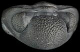 Enrolled Eldredgeops (Phacops) Trilobite - New York #50302-1
